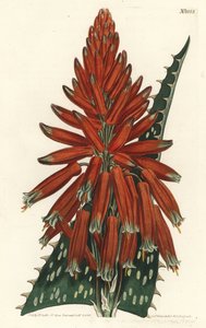 Aloes macule - Saippua tai seepra aloe, Aloe maculata (täplälehtinen aloe, Aloe picta). F. Sansom Jr.:n käsinvärinen kuparikaiverrus Sydenham Edwardsin kuvituksen jälkeen William Curtisin kasvitieteellisestä lehdestä, T. Curtis, Lontoo tekijältä Sydenham Teast Edwards