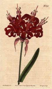 Amaryllis unikonvärinen, tummanpunaiset kukat, kukkii yhdestä jalasta. Alunperin Cape of Good Esperancesta (Etelä-Afrikka). Unikonvärinen amaryllis, jossa syvät karmiininpunaiset kukat kukkivat yhdestä varresta. Hyväntoivon niemen kotoisin. Amaryllis tekijältä Sydenham Teast Edwards