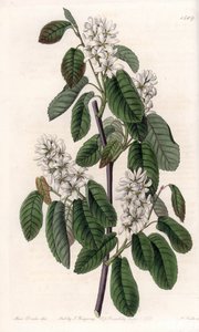 Amelanchier leppälehdillä tai kukkainen aronie - S.Wattsin kaivertama levy Sarah Anne Draken (1803-1857) kuvituksesta, Englannin Sydenham Edwardsin (1768-1819) kasvitieteellisestä rekisteristä tekijältä Sydenham Teast Edwards