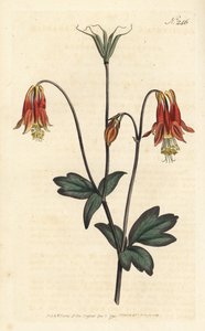 Ancolia du Canada - kanadalainen columbiini. Aquilegia canadensis. Sansomin käsinvärinen kuparikaiverrus Sydenham Edwardsin kuvituksen jälkeen William Curtisin kasvitieteellisessä lehdessä, Lontoo tekijältä Sydenham Teast Edwards