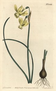Enkelin kyyneleet narsissi - Enkelin kyyneleet, Narcissus triandrus (keltainen refleksikukkainen narsissi, Narcissus triandrus v. luteus) - F. Sansom Jr.:n käsinvärinen kuparikaiverrus Sydenham Edwardsin piirustuksen jälkeen William Curtisin Botanical Ma - tekijältä Sydenham Teast Edwards