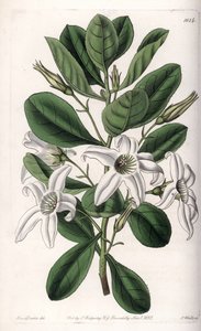 Anthocercis variete, kotoisin Australiasta - S.Wattsin kaivertama levy Sarah Anne Draken (1803-1857) kuvituksesta, Englannin Sydenham Edwardsin (1768-1819) kasvitieteellisestä rekisteristä tekijältä Sydenham Teast Edwards