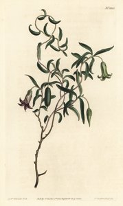 Omenamarja tai vaihtuva kukka billardiera, Billardiera mutabilis - F. Sansom Jr.:n käsinvärinen kuparikaiverrus Sydenham Edwardsin kuvituksen jälkeen William Curtisin kasvitieteellisessä lehdessä, T. Curtis, Lontoo tekijältä Sydenham Teast Edwards