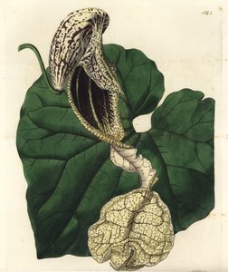 Aristoloche variete - Venekukkainen syntymäjuuri, Aristolochia cymbifera. S. Wattsin käsinvärinen kuparikaiverrus Miss Sarah Draken kuvituksen jälkeen Sydenham Edwardsin kasvitieteellisestä rekisteristä, Ridgeway, Lontoo tekijältä Sydenham Teast Edwards