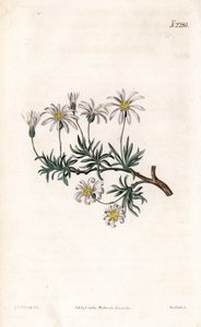 Aster acre - Pensas aster, Felicia fruticosa (Pensainen tähtijuuri, Aster fruticulosus). Weddellin käsinvärinen kuparikaiverrus Sydenham Edwardsin kuvituksen jälkeen Samuel Curtisin "" Botanical Magazine" -lehdestä Lontoossa tekijältä Sydenham Teast Edwards
