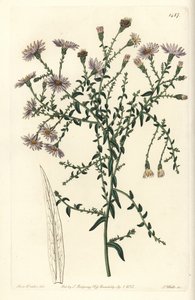 Aster variete - New Yorkin asteri, Symphyotrichum dumosum (Coris-lehtinen tähtijuuri, Aster coridifolius). S. Wattsin käsinvärinen kuparikaiverrus Sarah Draken kuvituksen jälkeen Sydenham Edwardsin kasvitieteellisestä rekisteristä, Ridgeway, Lontoo tekijältä Sydenham Teast Edwards