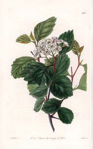 Aubepiini tai valkoinen piikki, kotoisin Pohjois-Amerikasta – kaiverrettu S.Watts, Sarah Anne Draken (1803-1857) kuvituksesta, Englannin Sydenham Edwardsin (1768-1819) kasvitieteellisestä rekisteristä tekijältä Sydenham Teast Edwards