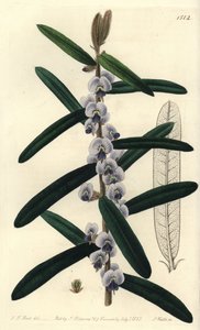 Australian hovea-pensaslajike - Shaggy hovea, Hovea villosa. S. Wattsin käsinvärinen kuparikaiverrus J.T. Hart Sydenham Edwardsin kasvitieteellisestä rekisteristä, Ridgeway, Lontoo tekijältä Sydenham Teast Edwards
