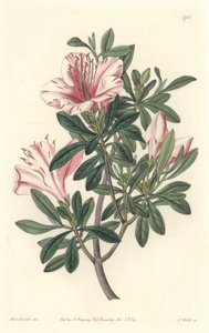Azalee of Florists - S. Watts Strong Water Sarah Anne Draken (1803-1857) kuvituksesta kasvitieteellisestä rekisteristä tekijältä Sydenham Teast Edwards