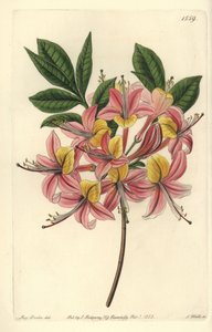 Azalee pontic yellow - keltainen atsalea, Rhododendron luteum (Changeable Pontic azalea, Azalea pontica versicolor). S. Wattsin käsinvärinen kuparikaiverrus Miss Sarah Draken kuvituksen jälkeen Sydenham Edwardsin kasvitieteellisestä rekisteristä, Ridgeway, tekijältä Sydenham Teast Edwards