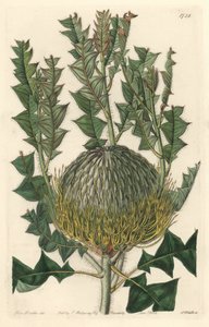 Banksia speciosa, alun perin Australiasta - S. Watts vahvaa vettä Sarah Anne Draken (1803-1857) kuvituksesta kasvitieteellisestä rekisteristä tekijältä Sydenham Teast Edwards