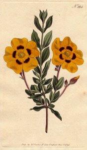 Kauniissa kissassa on kirkkaan keltaisia kukkia, jotka on koristeltu karmiininpunaisella. Kaunis cistus kirkkailla keltaisilla kukilla ja koristeltu karmiininpunaisella. Cistus formosus. Käsinvärinen kuparikaiverrus Sydenham Edwardsin kasvitieteellisestä k tekijältä Sydenham Teast Edwards