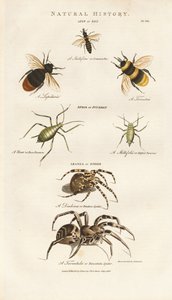 Mehiläiset, kirvat ja hämähäkit tekijältä Sydenham Teast Edwards