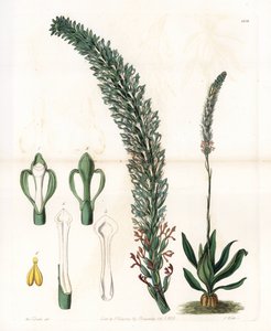 Belle sauroglossum - S.Wattsin kaivertama levy Sarah Anne Draken (1803-1857) kuvituksesta, Englannin Sydenham Edwardsin (1768-1819) kasvitieteellisestä rekisteristä tekijältä Sydenham Teast Edwards