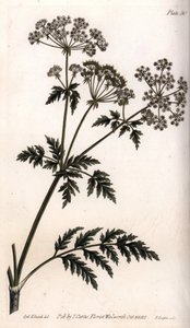Iso hemlock. Värillinen kuparikaiverrus, Sydenham Edwardsin (1768-1819) kuvitus Lambethin kasvitieteellisen puutarhan kasvitieteelliseen konferenssiin (Englanti) tekijältä Sydenham Teast Edwards