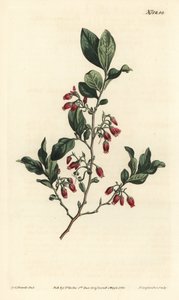Musta huckleberry, Gaylussacia baccata (punakukkainen nihkeä kirsikkamarja, Vaccinium resinosum) - F. Sansom Jr.:n käsinvärinen kuparikaiverrus Sydenham Edwardsin kuvituksen jälkeen William Curtisin kasvitieteellisessä lehdessä, T. Curtis, Lontoo tekijältä Sydenham Teast Edwards