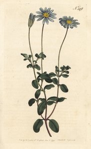 Blue Package, Felicie, Cape Margarita tai Cape Aster - Sininen päivänkakkara, Felicia amelloides (sinikukkainen cineraria tai Cape aster, Cineraria amelloides) - Sansomin käsinvärinen kuparikaiverrus Sydenham Edwardsin William Curtisin kuvituksen jälkeen tekijältä Sydenham Teast Edwards