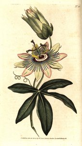 Blue Passiflora - Passiflora caerulea. Käsinvärinen kuparikaiverrus Sydenham Edwardsin kasvitieteellisen kuvituksen mukaan William Curtisin The Botanical Magazinesta, Lambeth Marsh, Lontoo