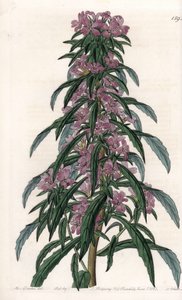 Boisduvalia variete, tiheäkukkainen epilobe - S.Wattsin kaiverrettu taulu Sarah Anne Draken (1803-1857) kuvituksesta, Englannin Sydenham Edwardsin (1768-1819) kasvitieteellisestä rekisteristä tekijältä Sydenham Teast Edwards