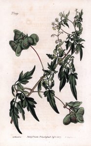 Kasvitiede: sydänherne tai sydänherne. Sileä sydämen siemen tai pallokasvi, Cardiospermum halicacabum. F. Sansomin käsin väritetty kuparikaiverrus Sydenham Edwardsin kuvituksesta William Curtis