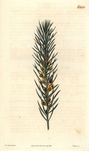 Australiasta kotoisin olevan Daviesia Aicularis -pensaan neulasmainen oksa. Kuvitus Sydenham Edwards, kaiverrus Weddell. Eau forte The Curtis Botanical Magazinessa, kirjoittanut Samuel Curtis tekijältä Sydenham Teast Edwards