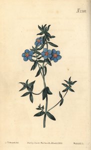 Leveälehtinen pimpernelli, Anagallis latifolia. Weddellin käsin tekemä kuparikaiverrus Sydenham Edwardsin kasvitieteellisen kuvituksen mukaan, William Curtis