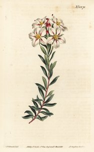 Buchu, Adenandra villosa (Sateenkukkainen diosma, Diosma speciosa) - F. Sansom Jr.:n käsinvärinen kuparikaiverrus Sydenham Edwardsin kuvituksen jälkeen William Curtisin kasvitieteellisestä lehdestä, T. Curtis, Lontoo tekijältä Sydenham Teast Edwards