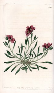 Calandrinia variete, kotoisin Amerikasta - S.Wattsin kaiverrettu levy Sarah Anne Draken (1803-1857) kuvituksesta, Sydenham Edwardsin (1768-1819) kasvitieteellisestä rekisteristä, Englanti. tekijältä Sydenham Teast Edwards