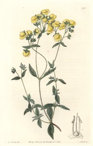 Calceolaire tai pieni naisen tohveli tai kukkaro, kotoisin Chilestä - S. Wattsin Water forte Sarah Anne Draken (1803-1857) kuvituksesta kasvitieteellisestä rekisteristä tekijältä Sydenham Teast Edwards