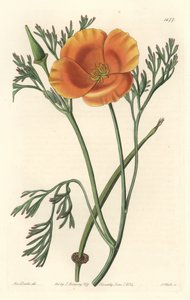 Kalifornian unikko tai amerikkalainen unikko - S. Watts vahvaa vettä Sarah Anne Draken (1803-1857) kuvituksesta kasvitieteellisestä rekisteristä tekijältä Sydenham Teast Edwards