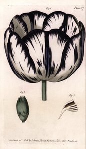 Tulppaani- ja neilikkagirofleen tai neilikan kukkakauppiaiden Calisse. Värillinen kuparikaiverrus, Sydenham Edwardsin (1768-1819) kuvitus Lambethin kasvitieteellisen puutarhan kasvitieteellinen puutarha (Englanti) tekijältä Sydenham Teast Edwards