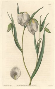 Calohorte (mariposa) tai valkokukkainen cyclobothre, kotoisin Kaliforniasta - S. Watts vahvaa vettä Sarah Anne Draken (1803-1857) kuvituksesta kasvitieteellisestä rekisteristä tekijältä Sydenham Teast Edwards