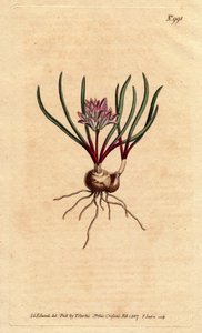 Cape hyasintti, sipuli, ecarlate lehdet ja vaaleanpunainen kukka. Cape Hyacinth, sipuli, helakanpunaiset lehdet ja vaaleanpunaiset kukat. Polyzena corymbosa (Massonia corymbosa). Käsinvärinen kuparikaiverrus kasvitieteellisestä kuvituksesta Sydenham Edward tekijältä Sydenham Teast Edwards