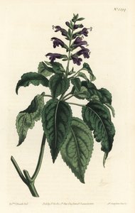 Karibian salvia - Salvia lamiifolia (Purppurakukkainen salvia, Salvia amoena). F. Sansom Jr:n käsin värjätty kuparipiirros Sydenham Edwardsin kuvituksen mukaan, William Curtis