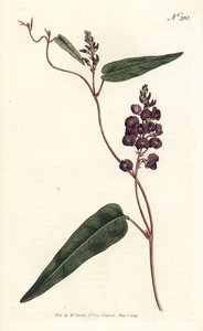 Caulinia bimaculata (Purple glycine, Glycine bimaculata). Sansomin käsinvärinen kuparikaiverrus Sydenham Edwardsin kuvituksen jälkeen William Curtisin kasvitieteellisestä lehdestä Lontoosta tekijältä Sydenham Teast Edwards
