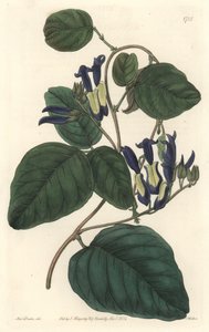 Caulinie noiratre, kotoisin Australiasta - S. Watts voimakasta vettä Sarah Anne Draken (1803-1857) kuvituksesta kasvitieteellisestä rekisteristä tekijältä Sydenham Teast Edwards