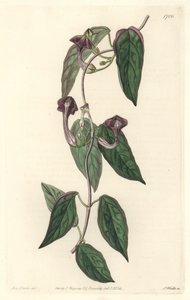 Ceropegia elegantti, kotoisin Intiasta - S. Wattsin vahva vesi Sarah Anne Draken (1803-1857) kuvituksesta kasvitieteellisestä rekisteristä tekijältä Sydenham Teast Edwards