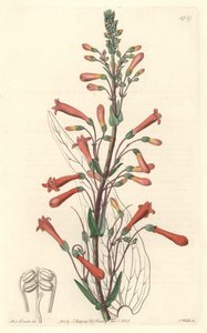 Chelonessa (tai Galanessa) on valerianinlehtiä, kotoisin Kaliforniasta – S. Watts voimakasta vettä Sarah Anne Draken (1803-1857) kuvituksesta kasvitieteellisestä rekisteristä tekijältä Sydenham Teast Edwards