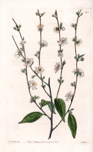 Kirsikkapuu - S.Wattsin kaiverrettu taulu Sarah Anne Draken (1803-1857) kuvituksesta, Englannin Sydenham Edwardsin (1768-1819) kasvitieteellisestä rekisteristä tekijältä Sydenham Teast Edwards