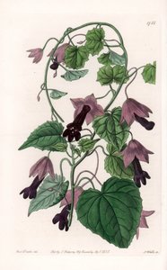 Chinese Hat - S.Wattsin kaivertama levy Sarah Anne Draken (1803-1857) kuvituksesta, Englannin Sydenham Edwardsin (1768-1819) kasvitieteellisestä rekisteristä tekijältä Sydenham Teast Edwards