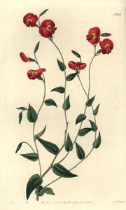 Chorizema ovatum (Chorozema ovatum). S. Wattsin käsin tekemä kuparipiirros neiti Sarah Draken kuvituksen mukaan Sydenham Edwardsin kasvitieteellisestä rekisteristä, Ridgeway, Lontoo. tekijältä Sydenham Teast Edwards