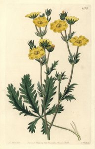 Cinquefoil dressee - rosolehtinen cinquefoil, Potentilla laciniosa. S. Wattsin käsinvärinen kuparikaiverrus M. Hartin kuvituksen jälkeen Sydenham Edwardsin kasvitieteellisestä rekisteristä, Ridgeway, Lontoo tekijältä Sydenham Teast Edwards