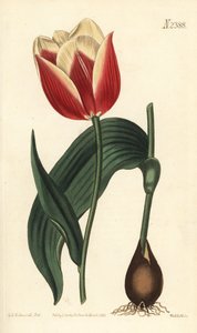 Claramond tulppaani, Tulipa suaveolens var. latifolia. Weddellin käsinvärinen kuparikaiverrus Sydenham Edwardsin kasvitieteellisen kuvituksen jälkeen William Curtisin kasvitieteellisestä lehdestä, Samuel Curtis, Lontoo tekijältä Sydenham Teast Edwards