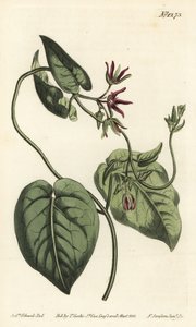 Kiipeävä maitoviini, Matelea obliqua (Virginian cynanchum, Cynanchum discolor). F. Sansom Jr.:n käsinvärinen kuparikaiverrus Sydenham Edwardsin kuvituksen jälkeen William Curtisin kasvitieteellisestä lehdestä, T. Curtis, Lontoo tekijältä Sydenham Teast Edwards