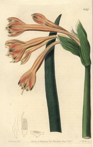 Clinanthus fulvus (Tawny coburgia, Coburgia fulva). S. Wattsin käsinvärinen kuparikaiverrus William Herbertin kuvituksen jälkeen Sydenham Edwardsin kasvitieteellisestä rekisteristä, Ridgeway, Lontoo tekijältä Sydenham Teast Edwards