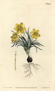 Kellokukka, Moraea fugacissima (kapealehtinen galaksia, Galaxia graminea). F. Sansom Jr.:n käsinvärinen kuparikaiverrus Sydenham Edwardsin kuvituksen jälkeen William Curtisin kasvitieteellisestä lehdestä, T. Curtis, Lontoo tekijältä Sydenham Teast Edwards
