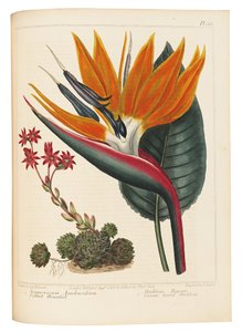 Cobweb Houseleek and Canna Leaved Strelitzia, 1806 tekijältä Sydenham Teast Edwards