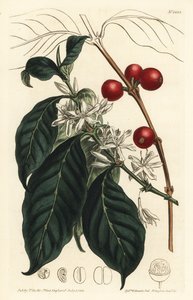 Kahvinkeitin arabica - Kahvipuu, Coffea arabica. F. Sansom Jr.:n käsinvärinen kuparikaiverrus Sydenham Edwardsin kuvituksen jälkeen William Curtisin kasvitieteellisestä lehdestä, T. Curtis, Lontoo tekijältä Sydenham Teast Edwards