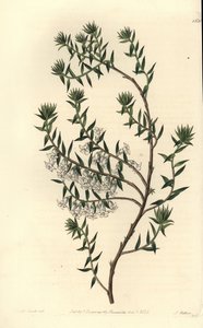 Nummi, Epicris impressa (Snowy epacris, Epicris nivalis). S. Wattsin käsinvärinen kuparikaiverrus Miss Sarah Draken kuvituksen jälkeen Sydenham Edwardsin kasvitieteellisestä rekisteristä, Ridgeway, Lontoo tekijältä Sydenham Teast Edwards