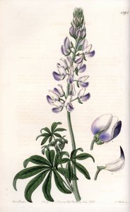 Tavallinen joenrantalupiini - S.Wattsin kaiverrettu taulu Sarah Anne Draken (1803-1857) kuvituksesta, Englannin Sydenham Edwardsin (1768-1819) kasvitieteellisestä rekisteristä